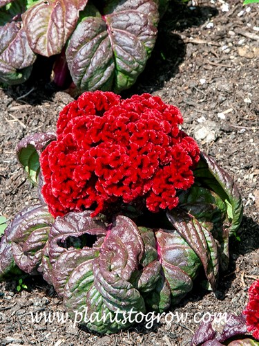Brain type Celosia flower